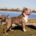 Rebel bullys