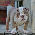 Rebel bullys