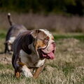 Rebel bullys