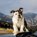 Rebel bullys