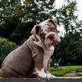 RebelBullys