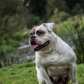 RebelBullys
