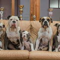 RebelBullys
