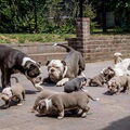 RebelBullys