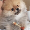 Dwergkeeshond