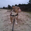 Old English Bulldog