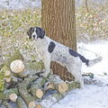 Engelse Springer Spaniel