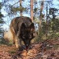 Shiloh Shepherd