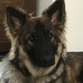 Shiloh Shepherd