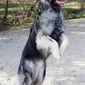 Shiloh Shepherd