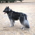 Shiloh Shepherd