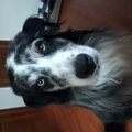 Australian Shepherd