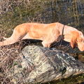 Bracco Italiano