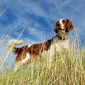 Welsh Springer Spaniel