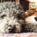 Pumi