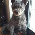 Pumi