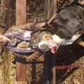 Grote Zwitserse Sennenhond