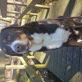 Grote Zwitserse Sennenhond