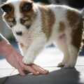 Thai Bankaew Dog