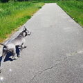 Thai Ridgeback