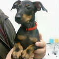 Manchester Terrier