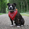 Staffordshire Bull Terrier