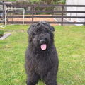 Bouvier des Flandres