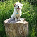 Jack Russell Terrier
