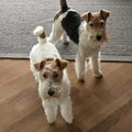 Foxterrier, draadhaar