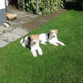 Foxterrier, draadhaar