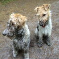 Foxterrier, draadhaar
