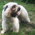 Bouvier