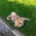 Norfolk Terrier