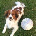 Kooikerhondje