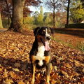 Appenzeller Sennenhond
