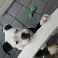 Old English Bulldog