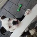 Old English Bulldog