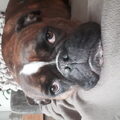 Old English Bulldog