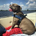 Old English Bulldog