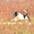 Amerikaanse Bulldog