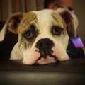 Amerikaanse Bulldog