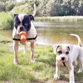 Amerikaanse Bulldog