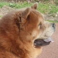 Chow chow