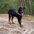 Beauceron