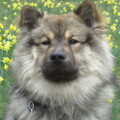 Eurasier