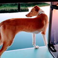 Podenco Ibicenco
