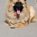 Eurasier