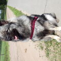 Eurasier