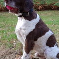 Engelse Springer Spaniel