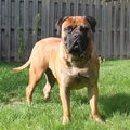 Bullmastiff